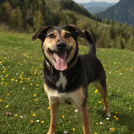 Hutmann Kirchdorf in Tirol