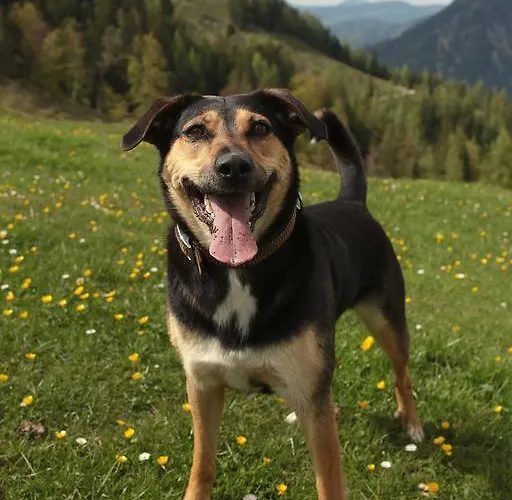 Hutmann Kirchdorf in Tirol